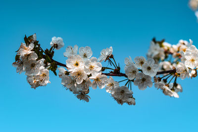 Low angle view of cherry blossoms against clear blue sky