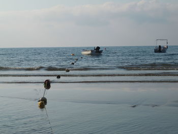 View of birds on beach