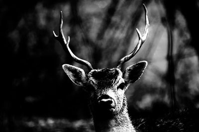 Portrait of deer