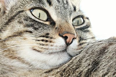 Close-up portrait of a cat