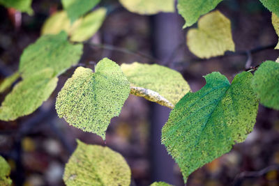 Close-up of green leaves