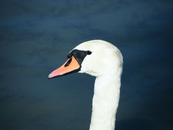 Close-up of swan