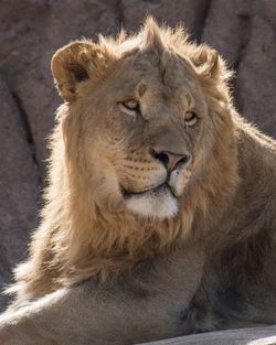 Close-up of lion