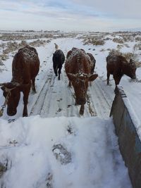 View of sheep on snow covered land