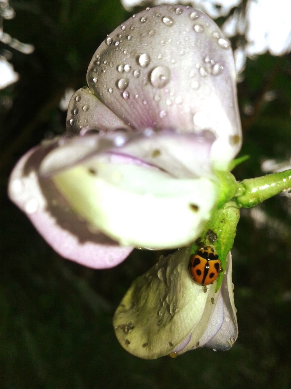 nature, drop, no people, wet, water, close-up, flower, insect, green color, fragility, beauty in nature, animal themes, outdoors, day