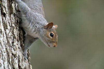 Close-up of squirrel on tree trunk