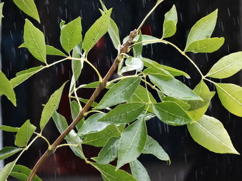 Close-up of plant growing on tree