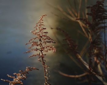 Close-up of plant against sky