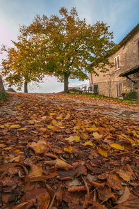 Autumn leaves on field against sky