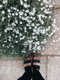 Low section of woman standing by white flowers at park