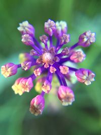 Close-up of purple flower