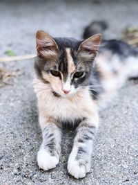 Portrait of cat on street