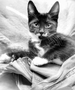 Portrait of kitten