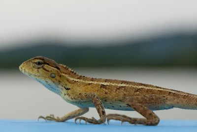 Side view of lizard on blue table