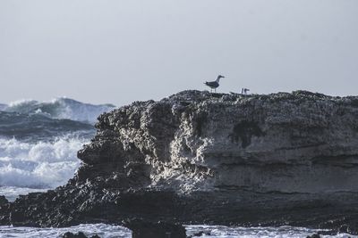 Bird perching on rock by sea against clear sky