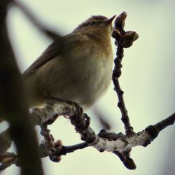 Low angle view of birds perching on branch