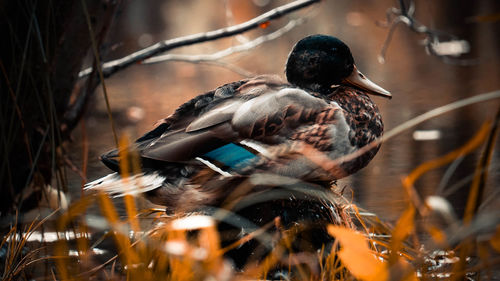 Close-up of a duck in a water