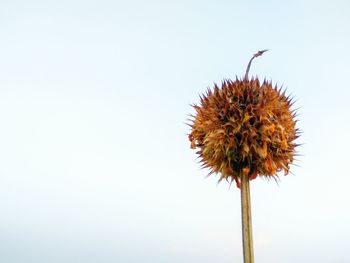 Close-up of wilted plant against clear sky