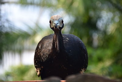 Close-up portrait of bird