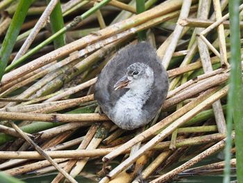 Close-up of bird perching on nest