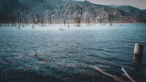 View of birds swimming in sea