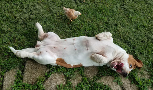 High angle view of dog rolling on field