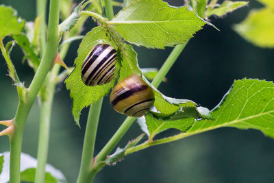 Close-up of snail on plant