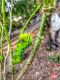 Close-up of lizard on land