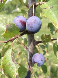 Close-up of berries growing on tree