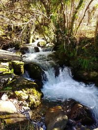 Scenic view of waterfall in forest