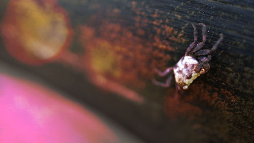 Close-up of lizard on wood