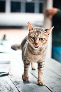 Close-up portrait of tabby cat on floor