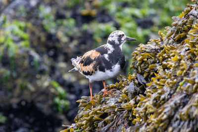 Close-up of bird perching on a tree