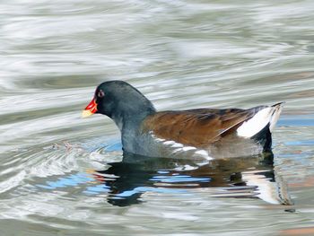 Duck swimming in lake