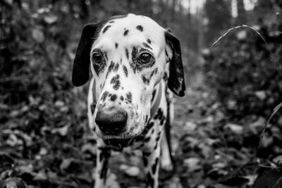 Portrait of dog on field