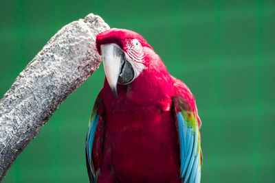 Close-up of parrot perching outdoors