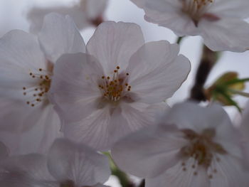 Close-up of white cherry blossoms