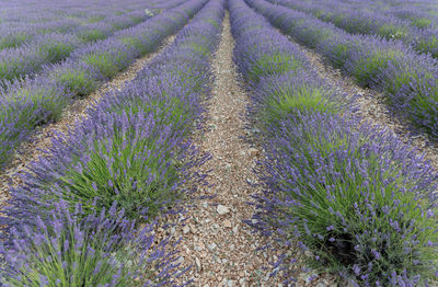 View of lavender growing in field