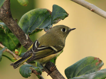 Close-up of bird perching on branch