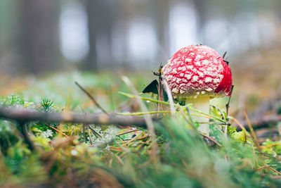 nature