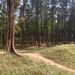 Trees in forest