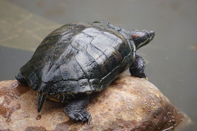 Close-up of turtle on rock