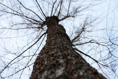 Low angle view of bird on bare tree against sky