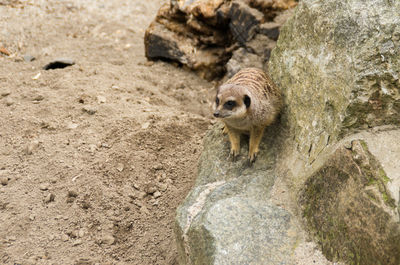 Meerkat on rock at edinburgh zoo