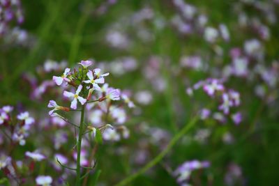 Close-up of flowers