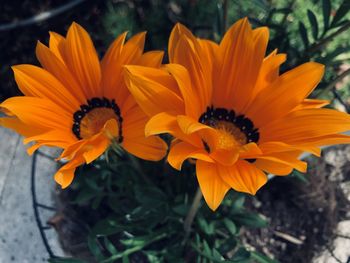 Close-up of orange flower