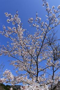 Low angle view of cherry blossom tree against blue sky