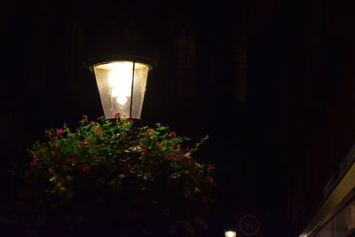 Low angle view of illuminated flowers at night