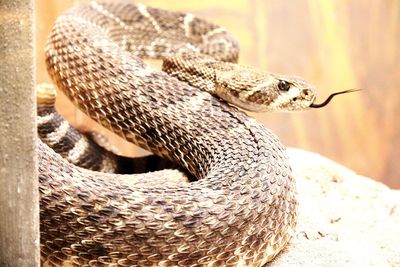 Close-up of lizard