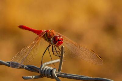 Close-up of insect on twig